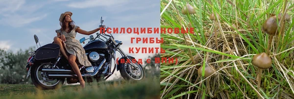 крисы Аркадак
